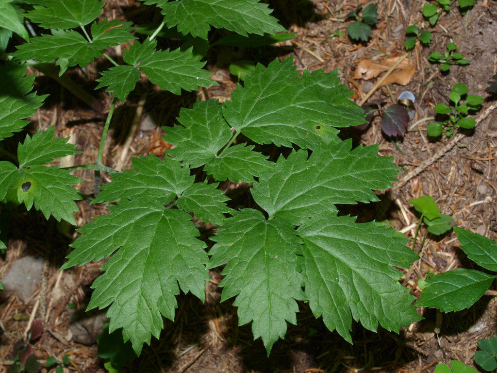 Actaea spicata / Barba di capra